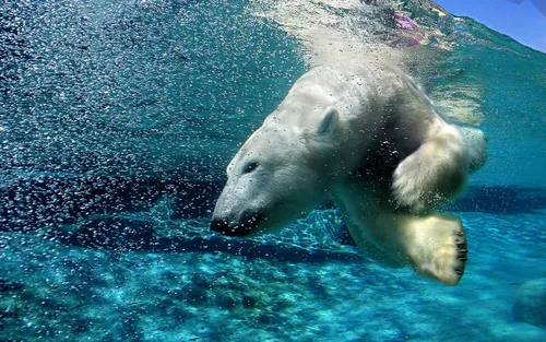 Белый Медведь Обои на телефон белый медведь плавает в воде