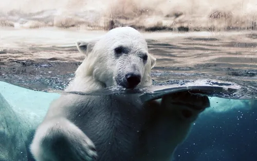 Белый Медведь Обои на телефон белый медведь в бассейне