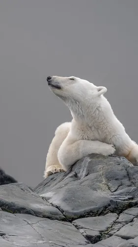 Белый Медведь Обои на телефон белый медведь сидит на скале