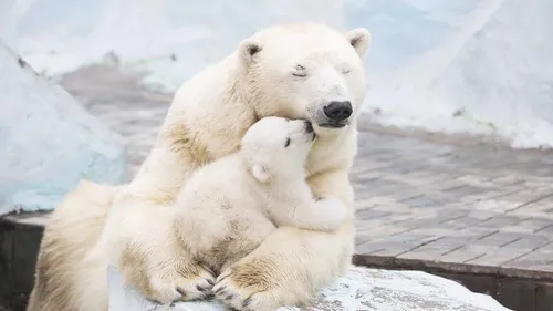 Белый Медведь Обои на телефон пара белых медведей обнимается