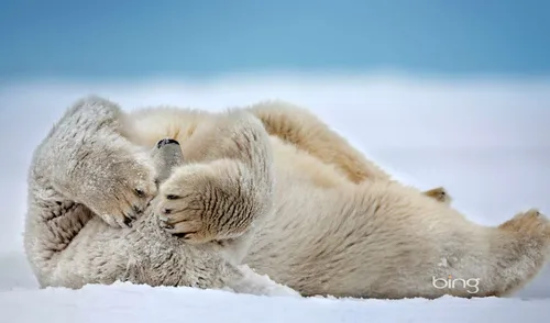 Белый Медведь Обои на телефон лев, лежащий на снегу