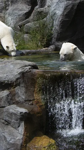 Белый Медведь Обои на телефон белые медведи в реке