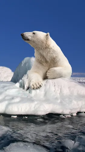 Белый Медведь Обои на телефон белый медведь на айсберге