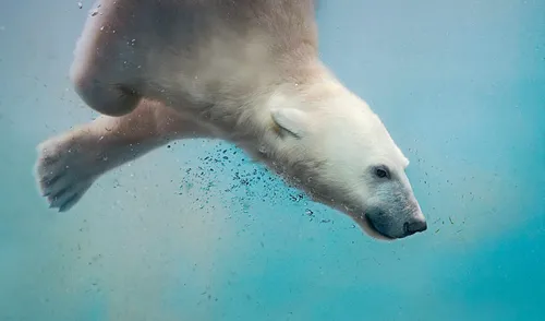 Белый Медведь Обои на телефон белый медведь плавает под водой