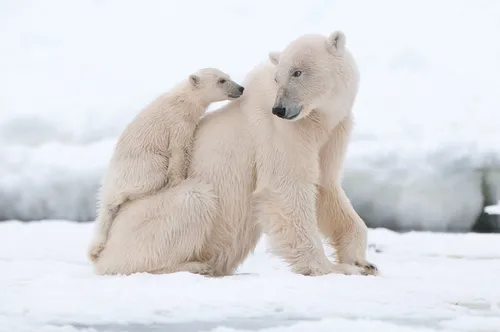 Белый Медведь Обои на телефон пара белых медведей, сидящих на снегу