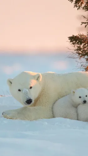 Белый Медведь Обои на телефон белый медведь и его детеныш в снегу