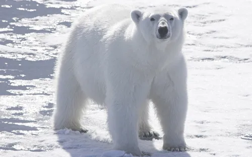 Белый Медведь Обои на телефон белый медведь идет по снегу