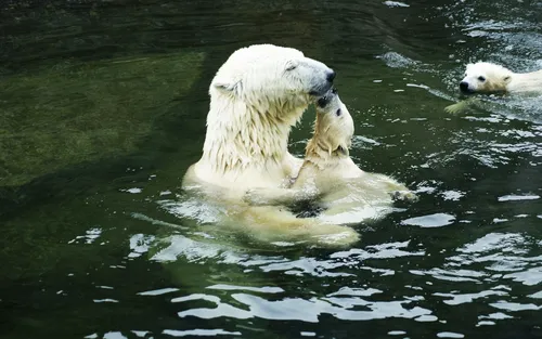 Белый Медведь Обои на телефон белые медведи играют в воде