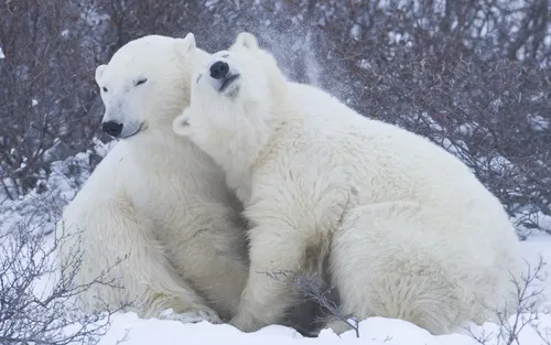 Белый Медведь Обои на телефон пара белых медведей, играющих на снегу