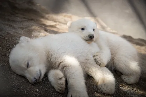 Белый Медведь Обои на телефон пара белых медведей, лежащих на земле