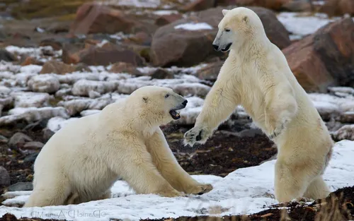 Белый Медведь Обои на телефон белые медведи играют в снегу