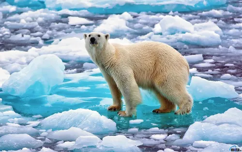 Белый Медведь Обои на телефон белый медведь идет по льду