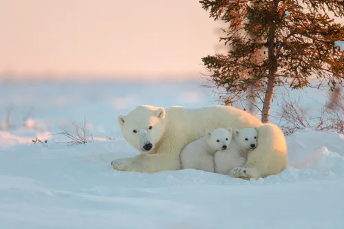 Белый Медведь Обои на телефон группа белых медведей на снегу