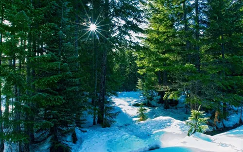 Зимние Пейзажи Обои на телефон снежная тропинка через лес