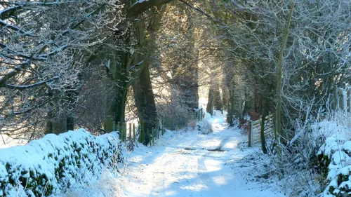 Зимние Пейзажи Обои на телефон снежная дорога с деревьями по обе стороны