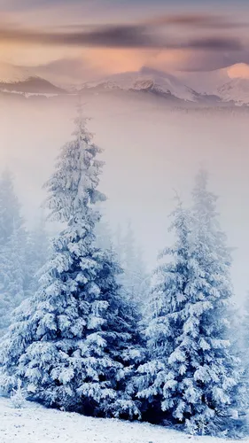 Зимние Пейзажи Обои на телефон группа деревьев в заснеженной местности