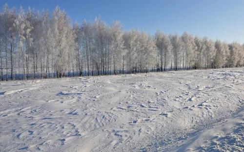 Зимние Пейзажи Обои на телефон снежное поле с деревьями на заднем плане