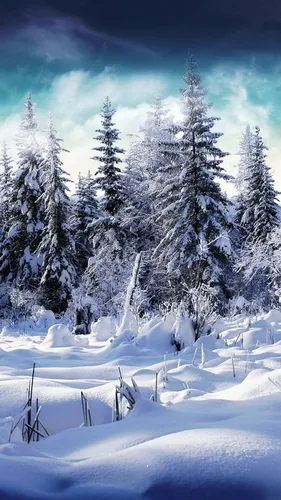 Зимние Пейзажи Обои на телефон снежный пейзаж с деревьями