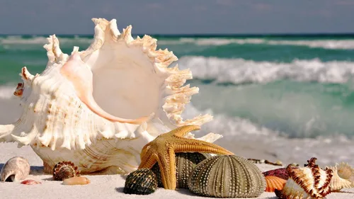 Красивые Лето Обои на телефон морская раковина на пляже