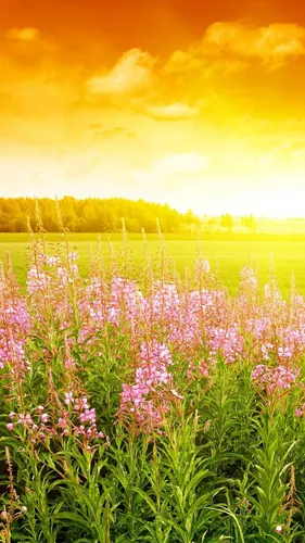 Красивые Лето Обои на телефон поле цветов с деревьями на заднем плане
