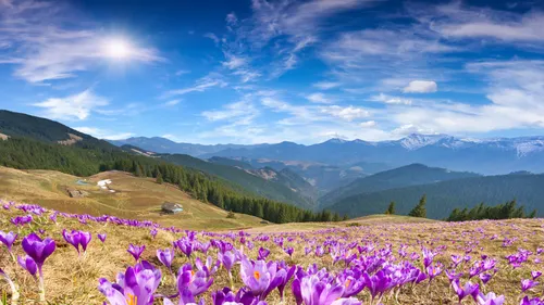 Крокусы Обои на телефон поле фиолетовых цветов с горами на заднем плане