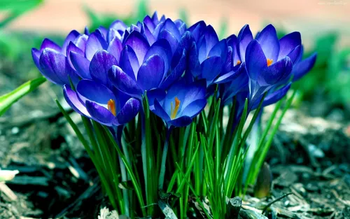 Крокусы Обои на телефон группа синих цветов
