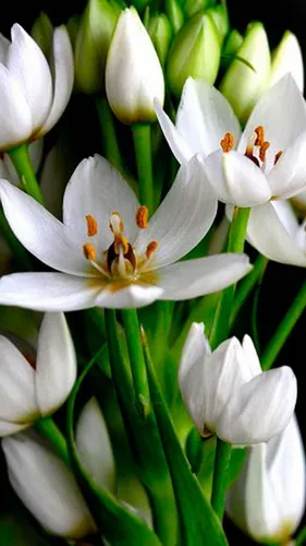 Крокусы Обои на телефон белые цветы крупным планом
