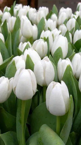 Крокусы Обои на телефон группа белых цветов