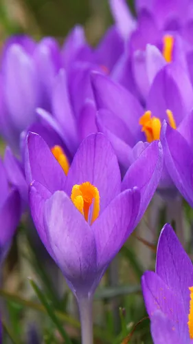 Крокусы Обои на телефон крупный план фиолетового цветка