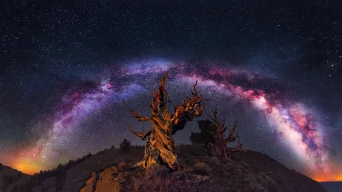 Млечный Путь Обои на телефон дерево на горе со звездами в небе