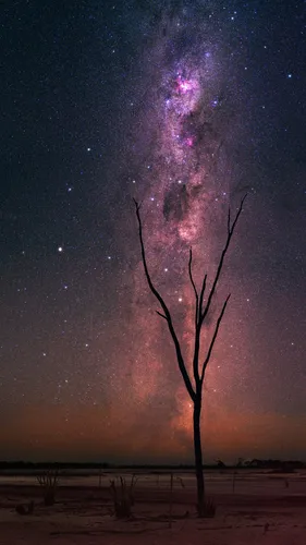 Млечный Путь Обои на телефон дерево с огнями в небе