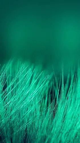 Нежно Зеленые Обои на телефон трава крупным планом