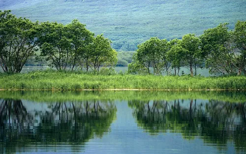 4К Природа Обои на телефон водоем с травой и деревьями вокруг него