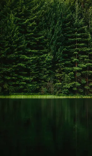 4К Природа Обои на телефон водоем, окруженный деревьями