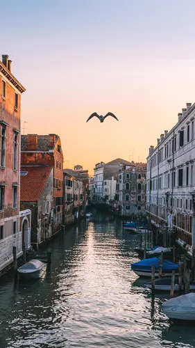Венеция Обои на телефон птица, пролетающая над каналом