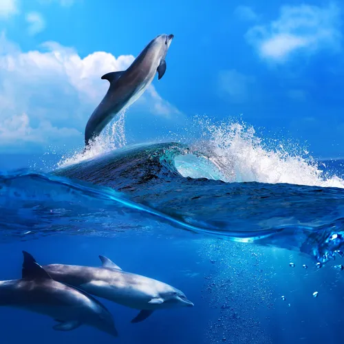Дельфины Обои на телефон арт