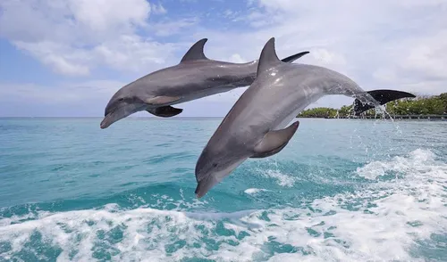 Дельфины Обои на телефон два дельфина выпрыгивают из воды