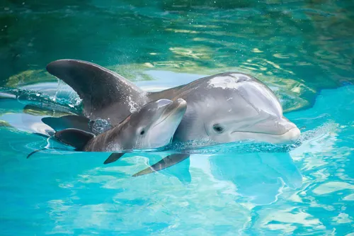 Дельфины Обои на телефон пара дельфинов, плавающих в воде