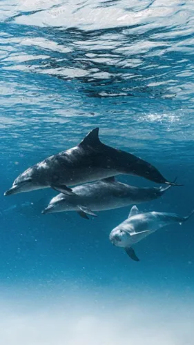 Дельфины Обои на телефон группа дельфинов, плавающих в воде