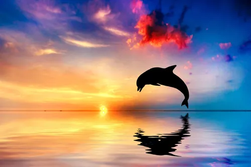 Дельфины Обои на телефон силуэт кота, прыгающего в воду на закате