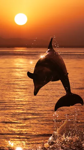 Дельфины Обои на телефон фото на андроид