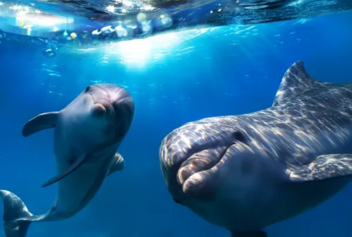 Дельфины Обои на телефон дельфины плавают в воде