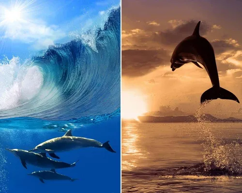Дельфины Обои на телефон коллаж морского животного, выпрыгивающего из воды