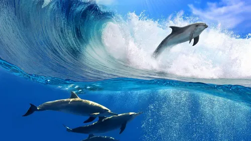 Дельфины Обои на телефон группа дельфинов, плавающих в океане