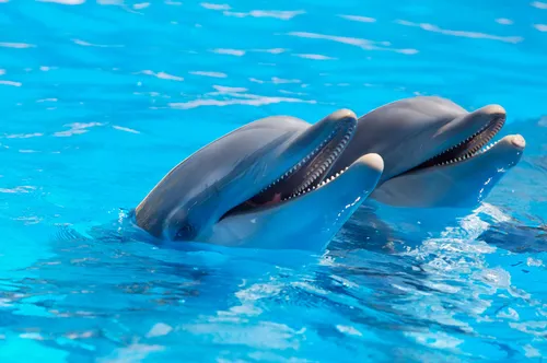 Дельфины Обои на телефон дельфин в воде
