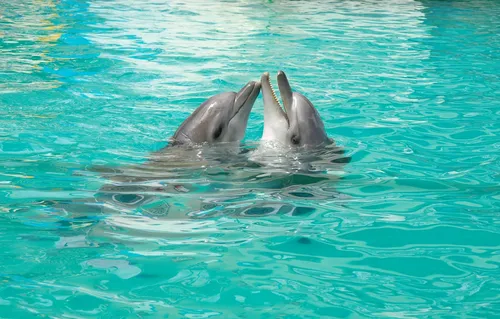 Дельфины Обои на телефон заставка