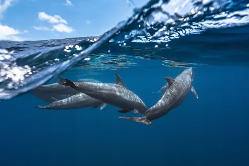 Дельфины Обои на телефон  скачать фото