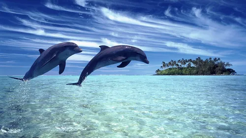 Дельфины Обои на телефон два дельфина плавают в воде