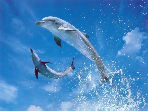 Дельфины Обои на телефон фото для телефона
