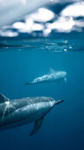 Дельфины Обои на телефон пара дельфинов плавает в воде